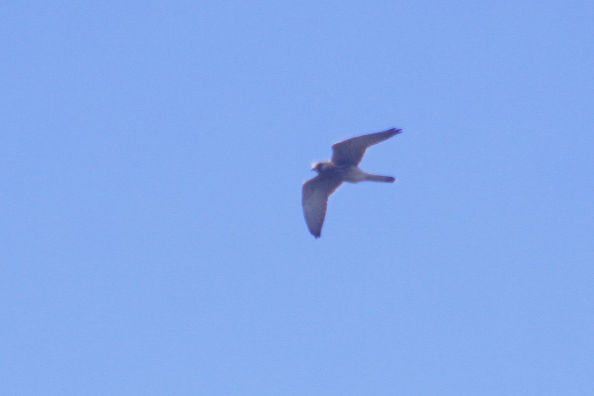 Eurasian Kestrel - Arnau Pedrocchi