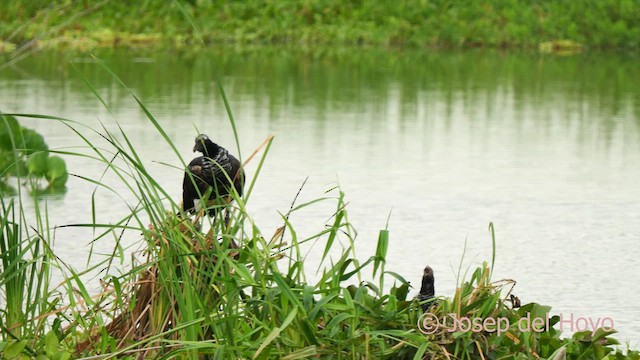 Horned Screamer - ML624215341