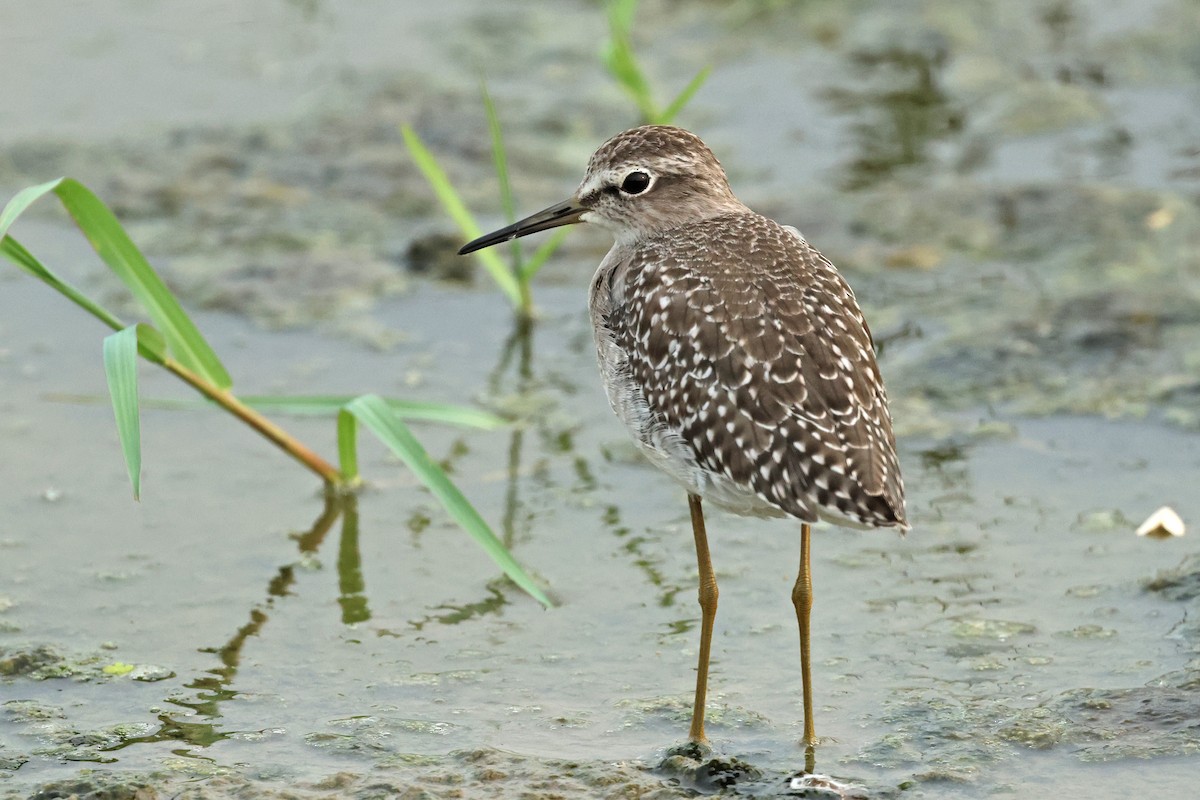 Wood Sandpiper - ML624215374