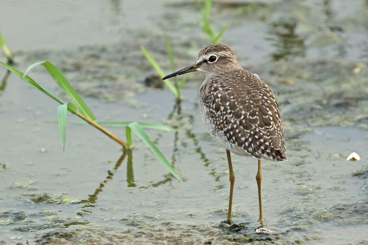 Wood Sandpiper - ML624215375