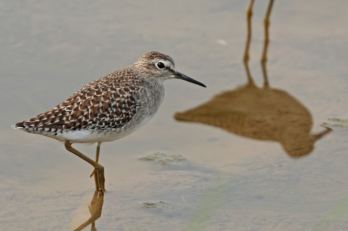 Wood Sandpiper - PANKAJ GUPTA