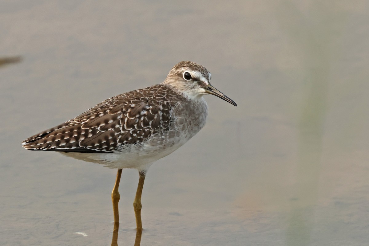 Wood Sandpiper - ML624215377