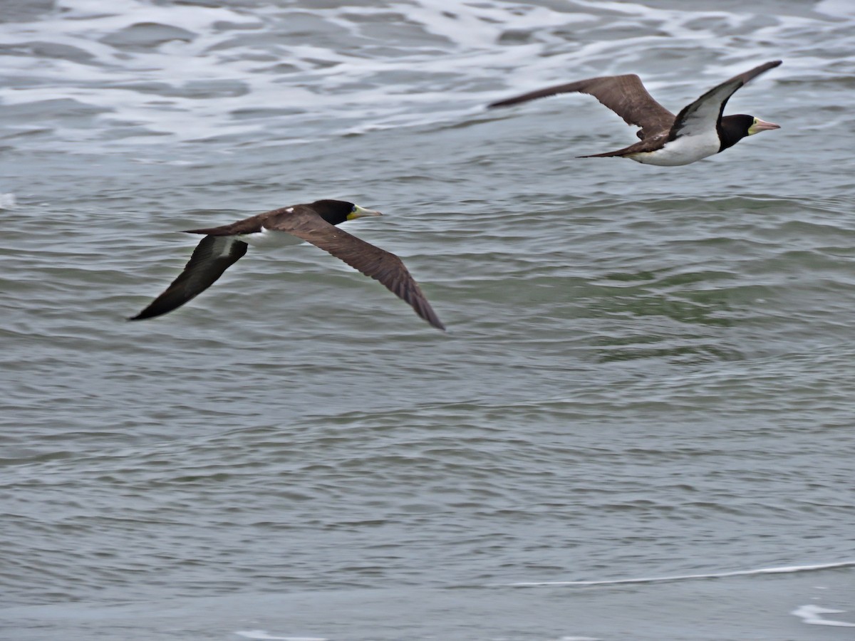 Brown Booby - ML624215379