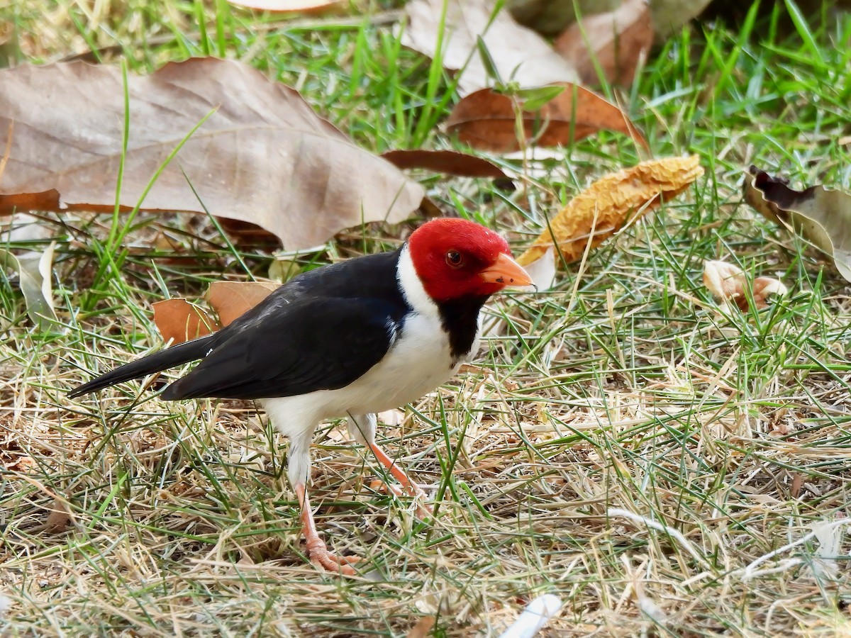 Yellow-billed Cardinal - ML624215391