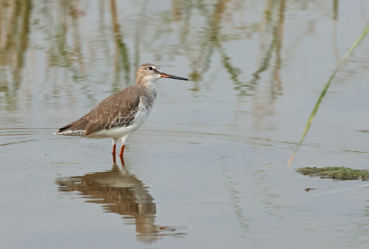 Common Redshank - ML624215397