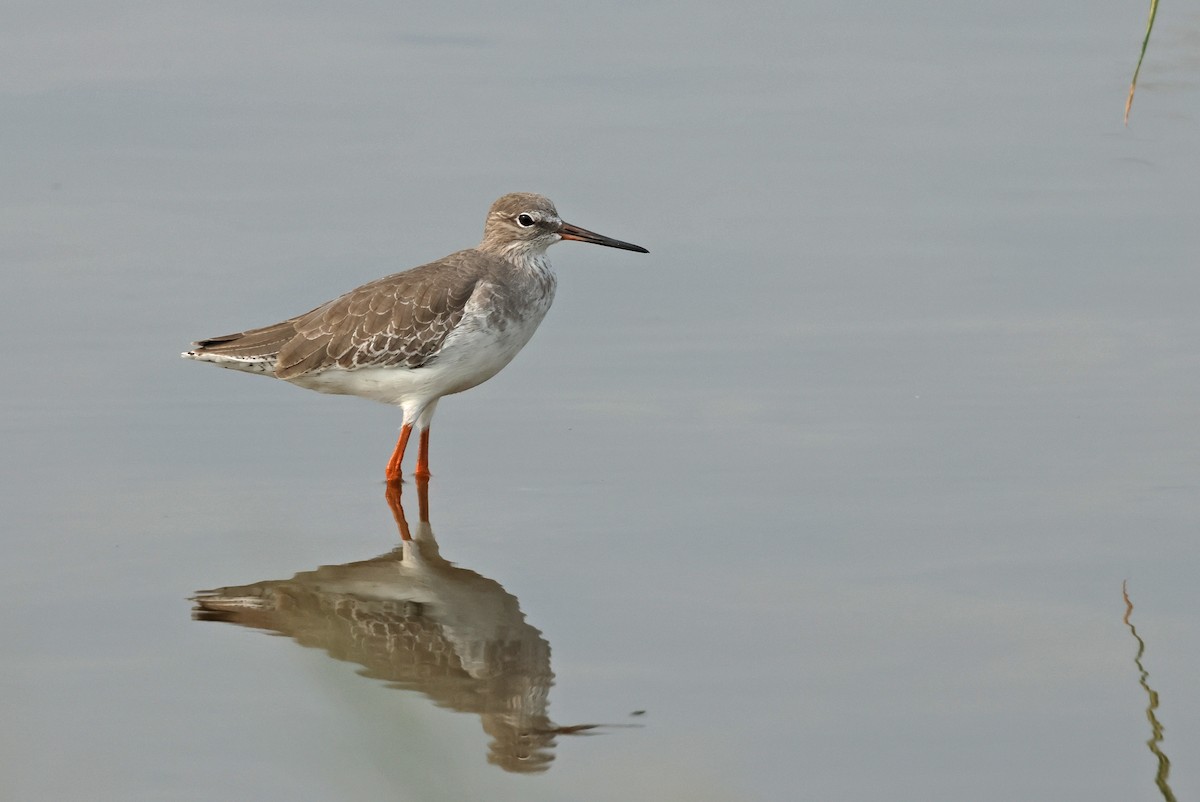 Common Redshank - ML624215398