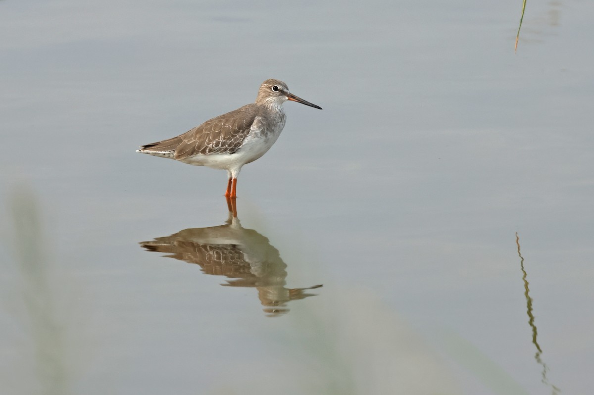 Common Redshank - ML624215399