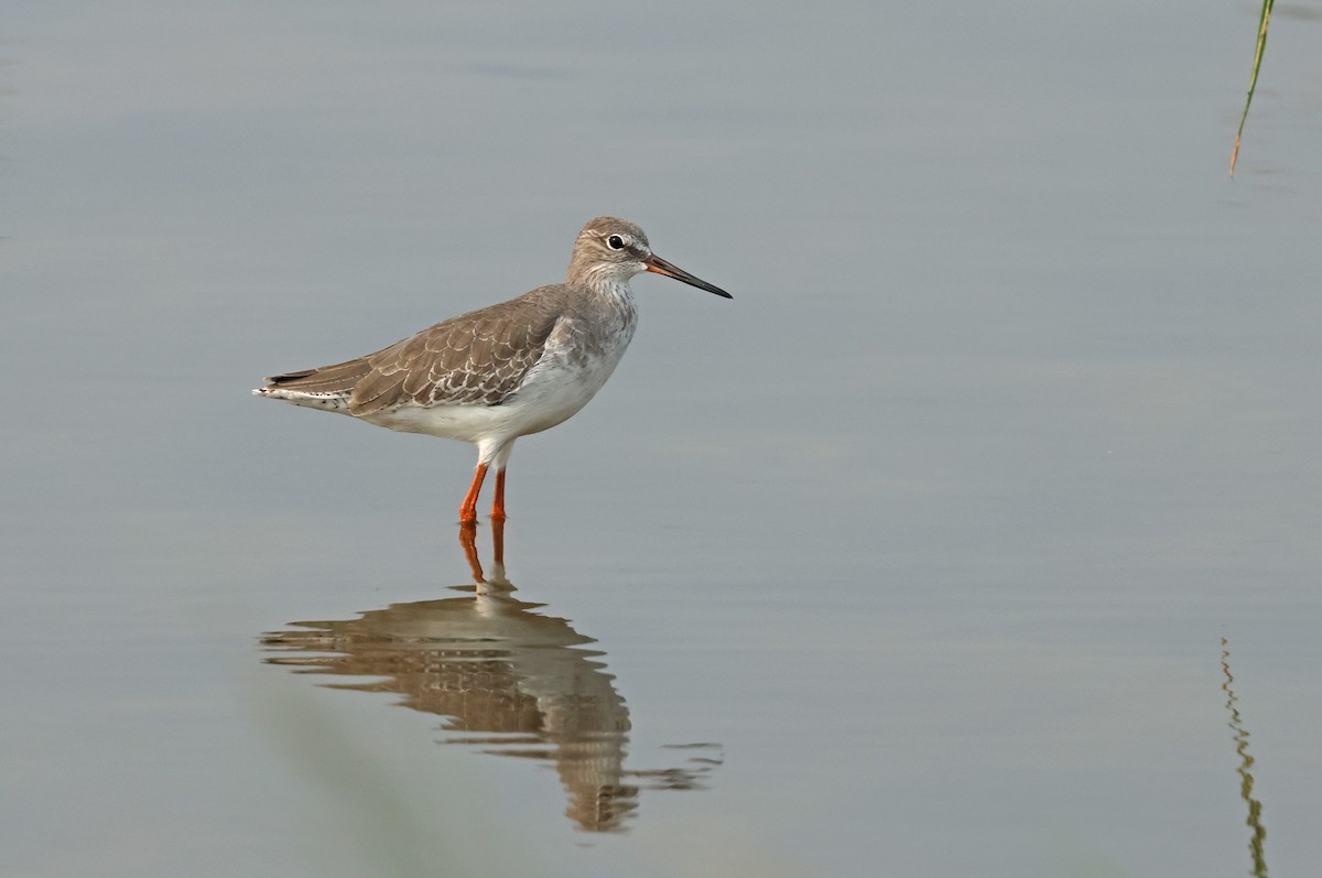 Common Redshank - ML624215400