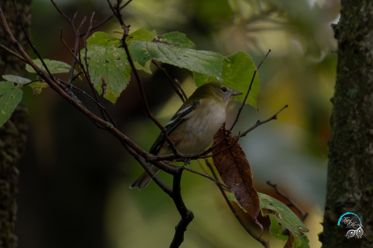 Bay-breasted Warbler - ML624215411