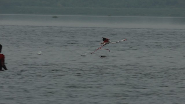 Greater Flamingo - ML624215419