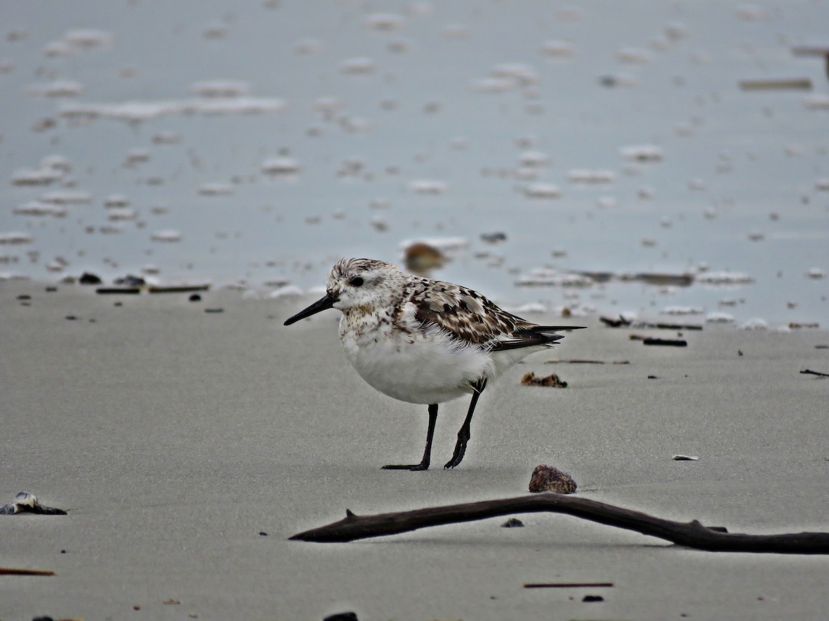 Bécasseau sanderling - ML624215436