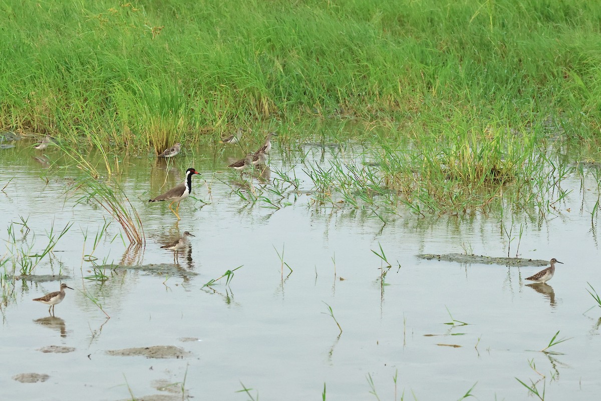 Wood Sandpiper - ML624215454