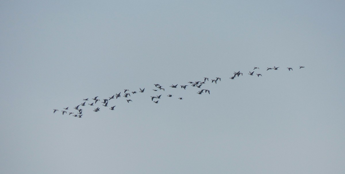 Pink-footed Goose - ML624215465