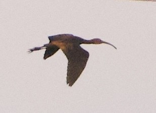 Glossy/White-faced Ibis - ML624215477