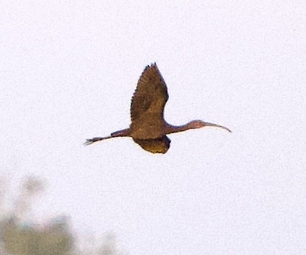 Glossy/White-faced Ibis - ML624215478