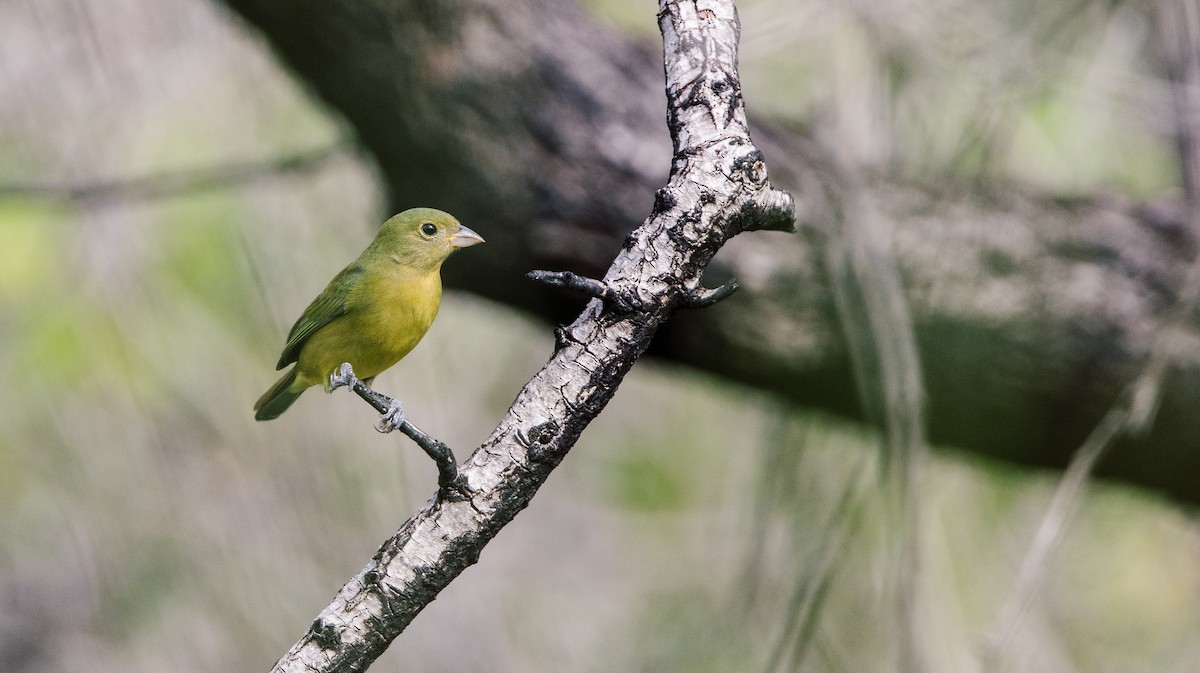 Painted Bunting - Patty and Pedro Gómez