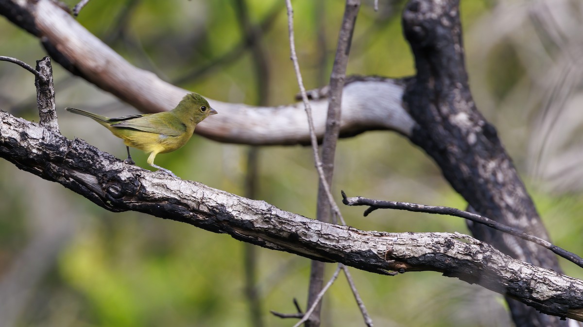 Painted Bunting - ML624215481