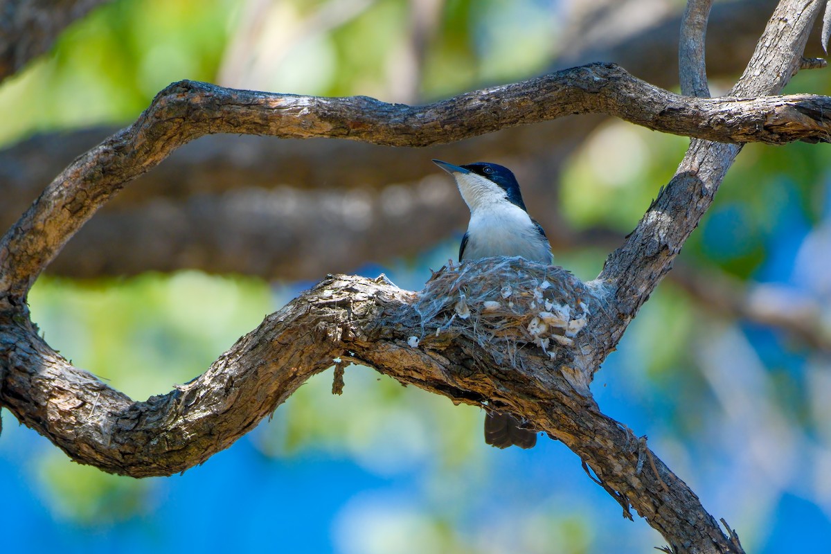 Restless Flycatcher - Adrian Brooks