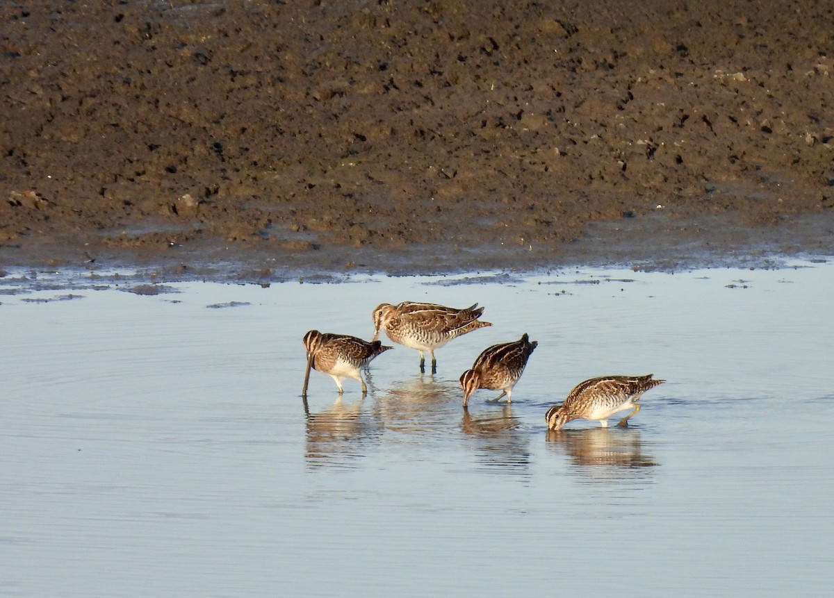 Wilson's Snipe - ML624215489