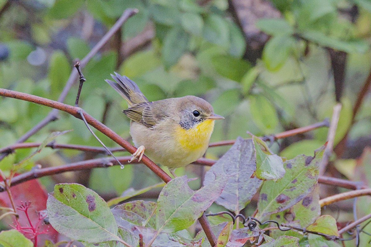 Common Yellowthroat - David Guertin