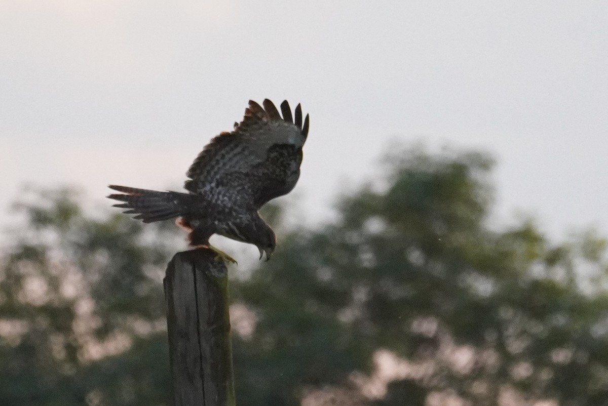 Common Buzzard - ML624215497
