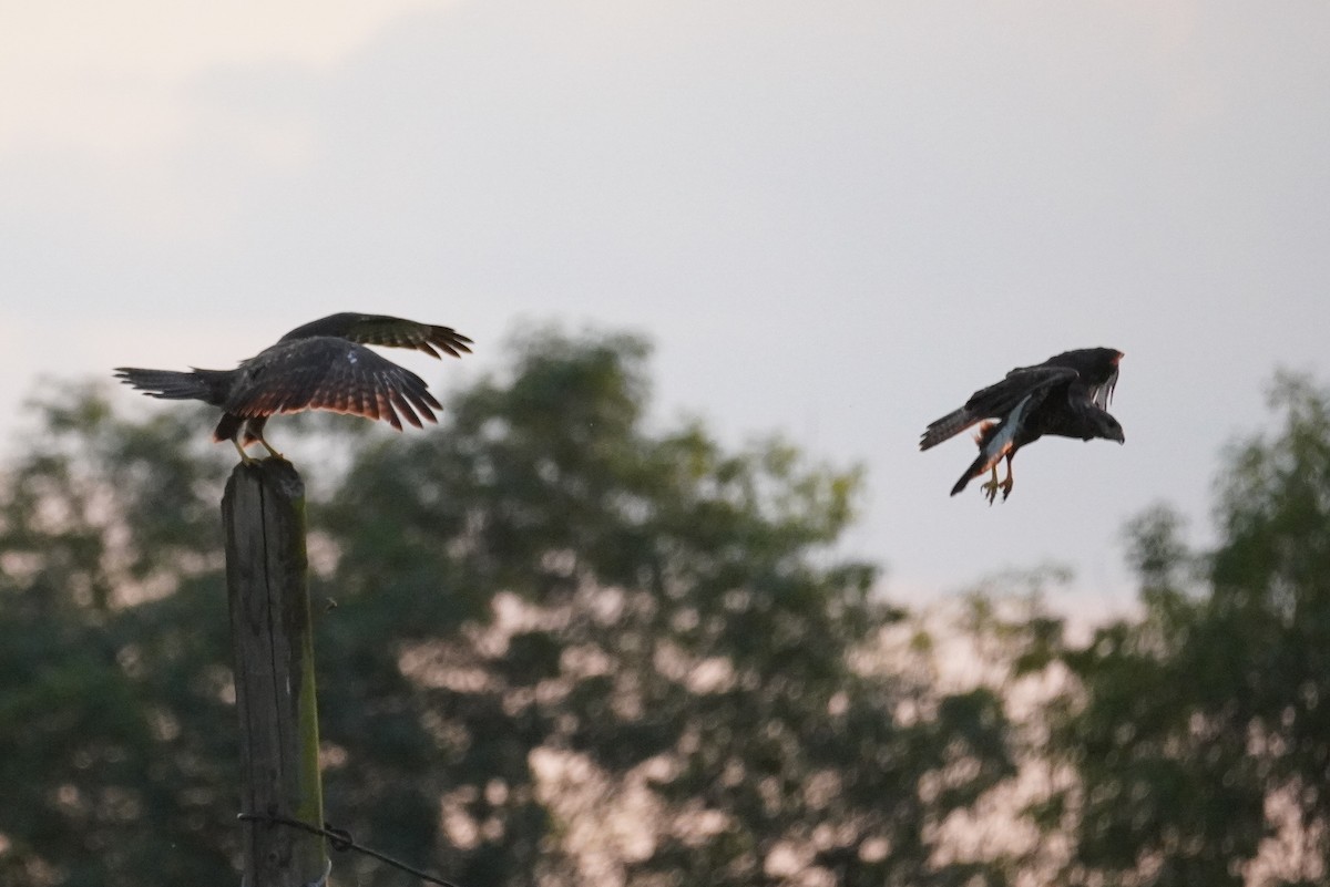 Common Buzzard - ML624215498