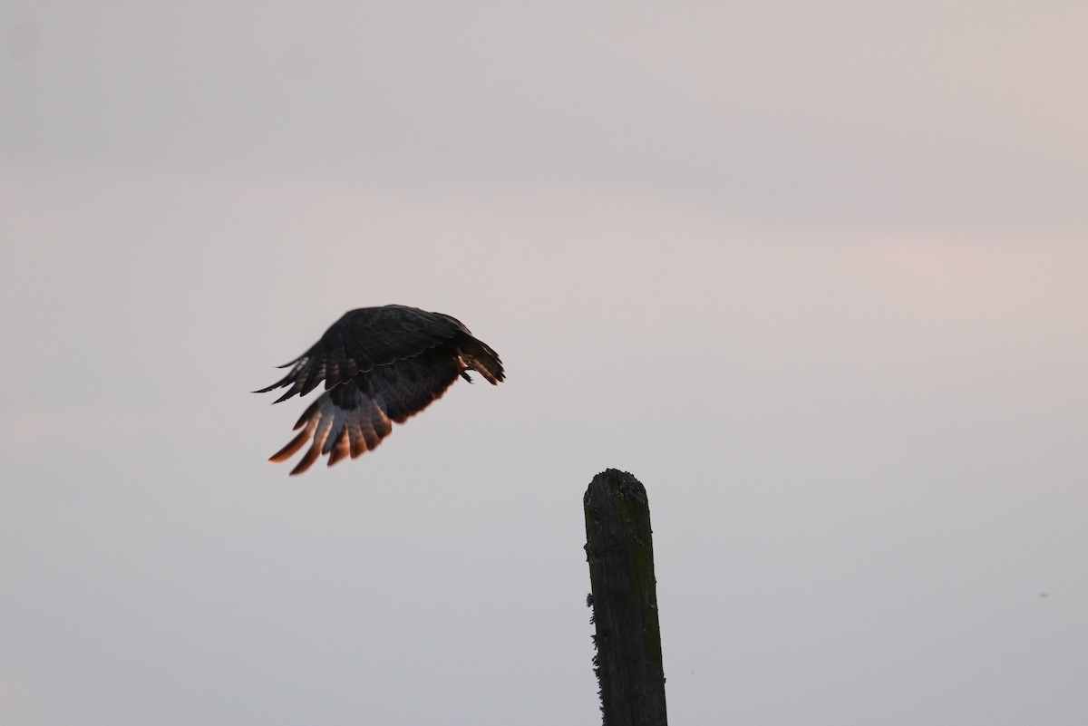 Common Buzzard - ML624215502