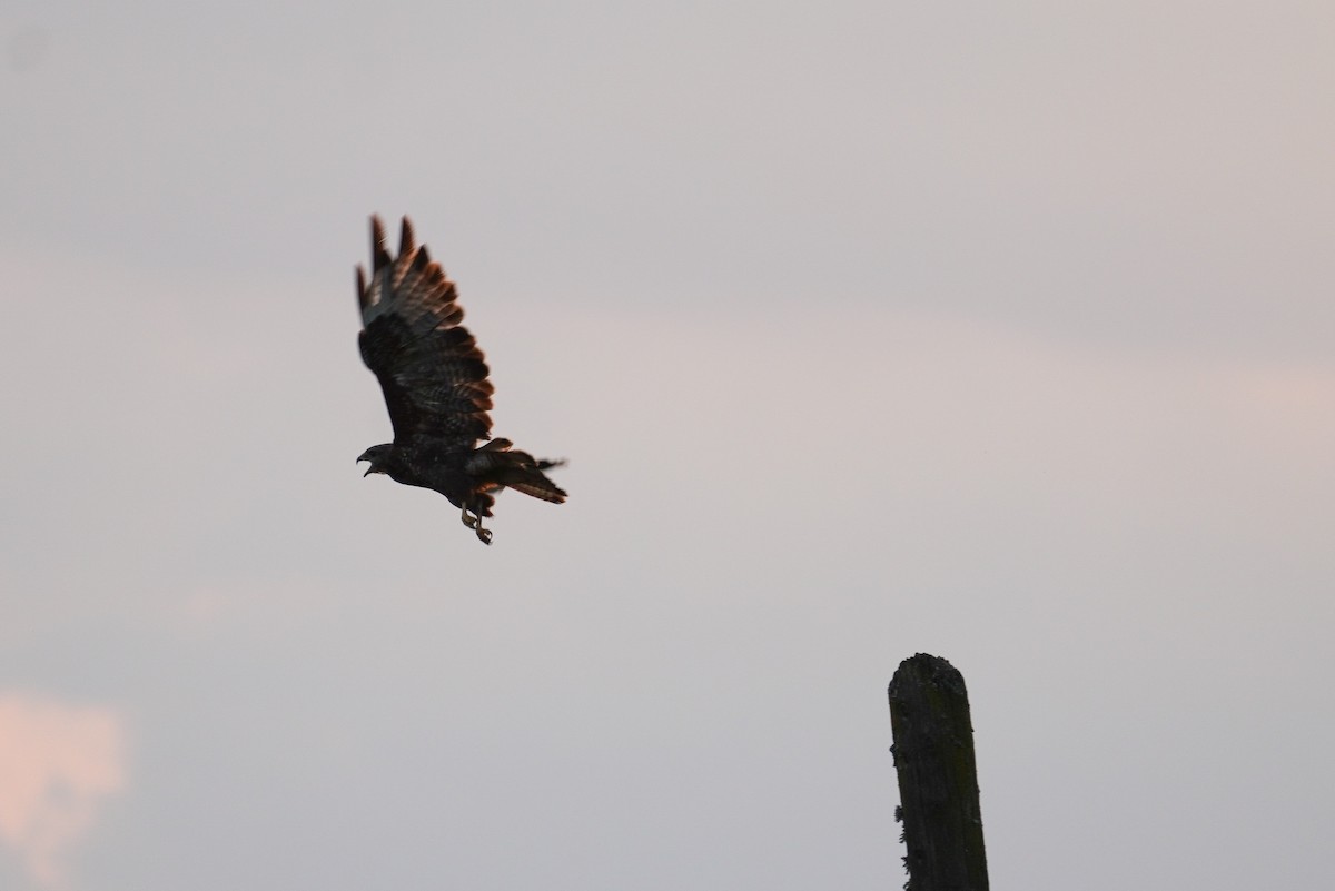 Common Buzzard - ML624215503
