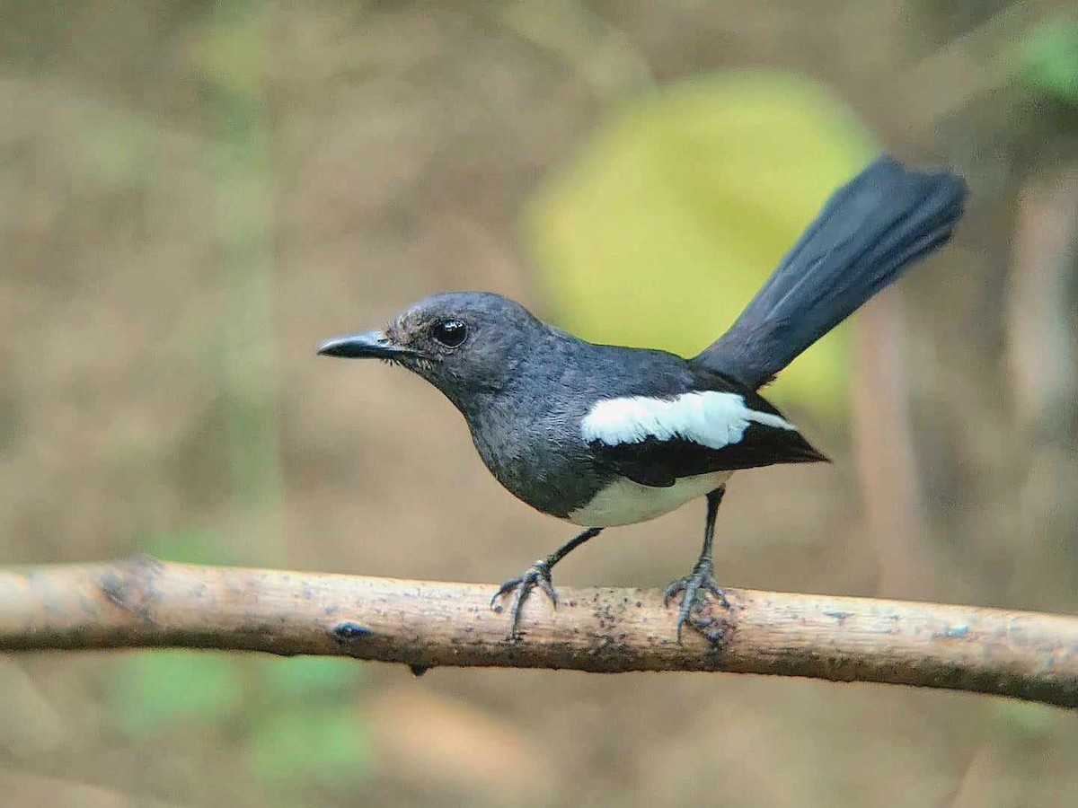 Philippine Magpie-Robin - ML624215504