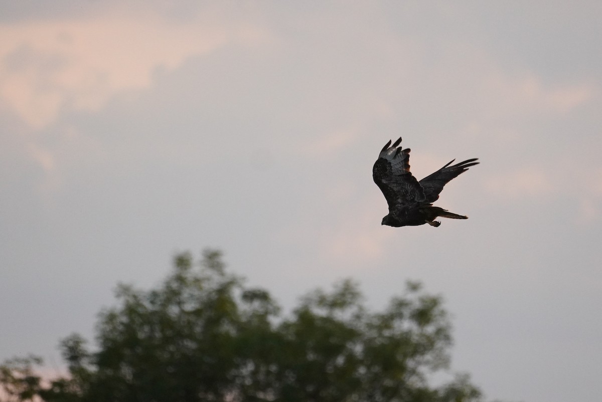 Common Buzzard - ML624215505