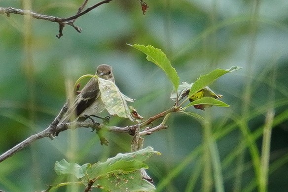 European Pied Flycatcher - ML624215529