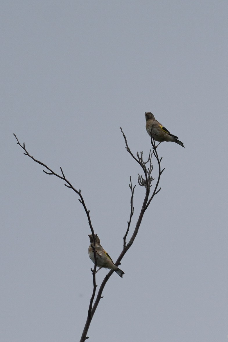 European Goldfinch - ML624215536
