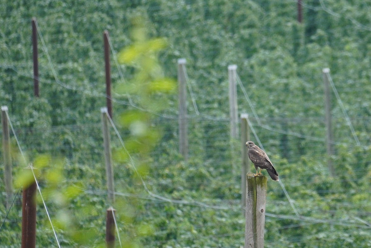 Common Buzzard - ML624215538