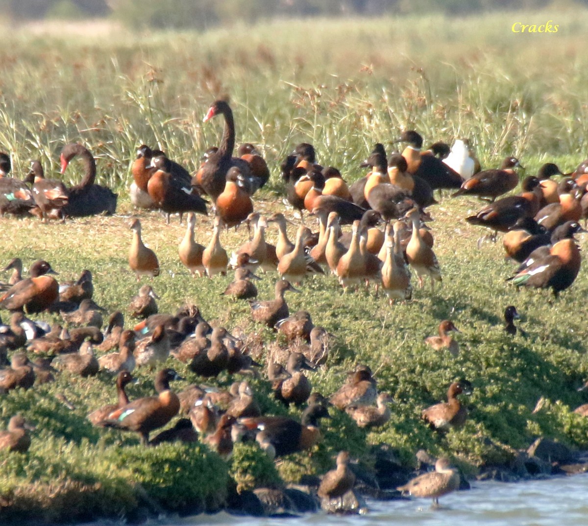 Plumed Whistling-Duck - ML624215540