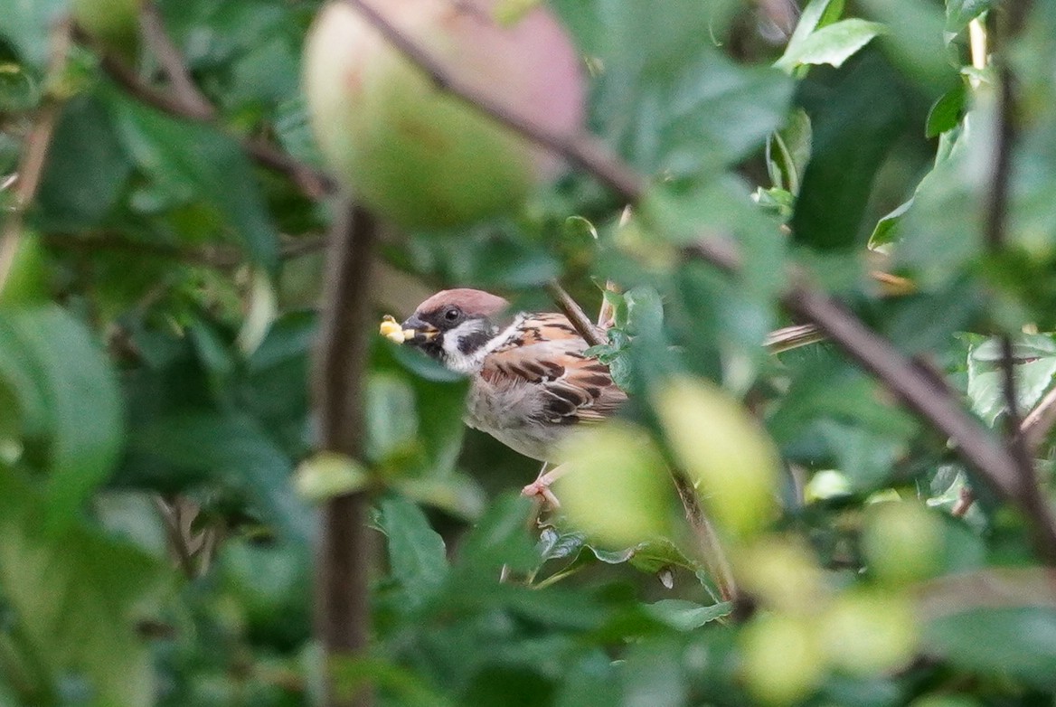 Eurasian Tree Sparrow - ML624215543