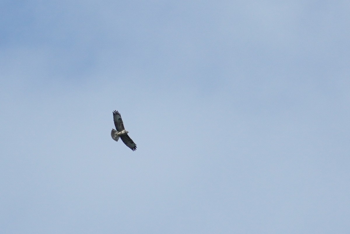 Common Buzzard - ML624215546