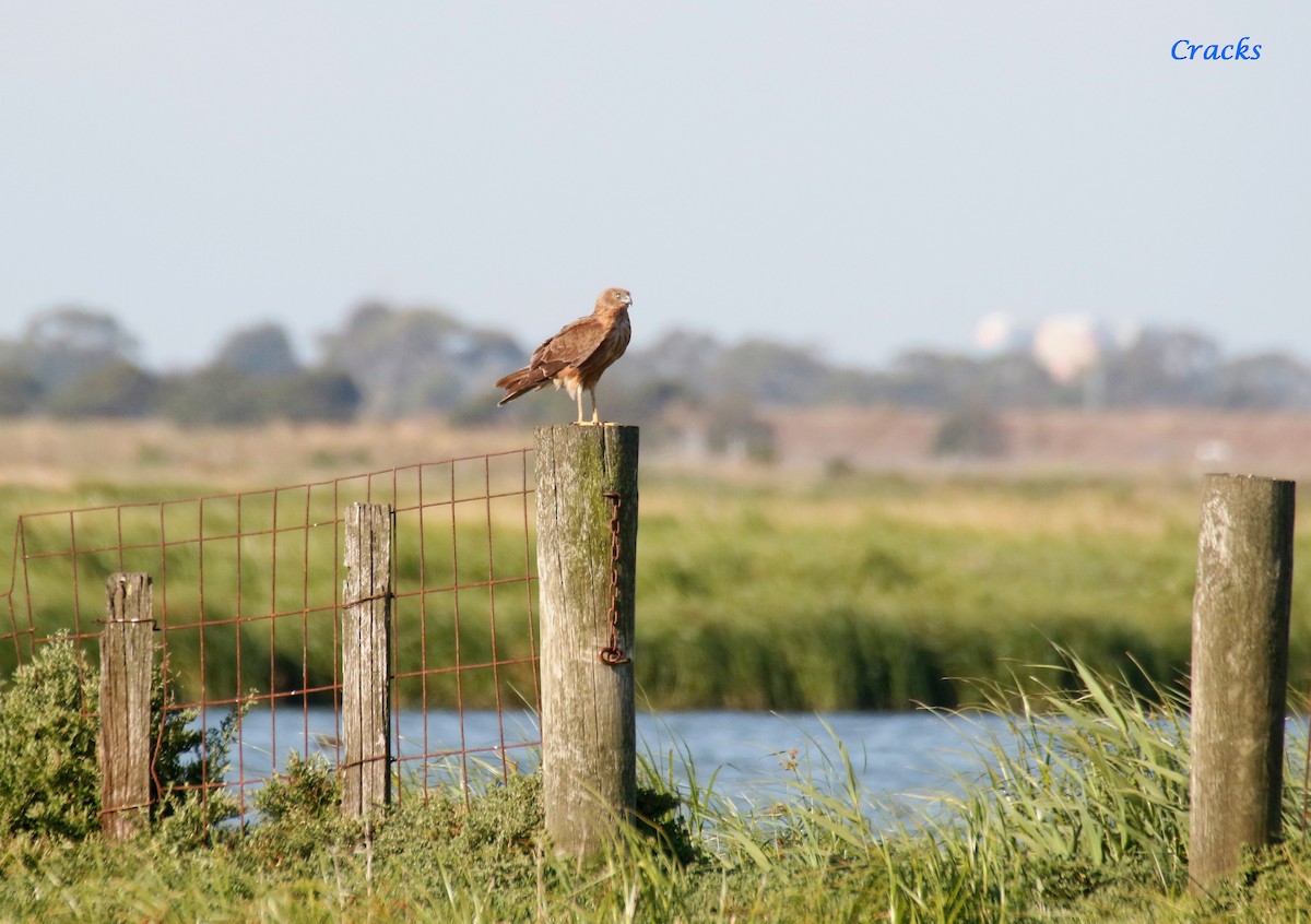 Swamp Harrier - ML624215553