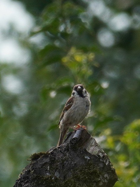 Eurasian Tree Sparrow - ML624215572