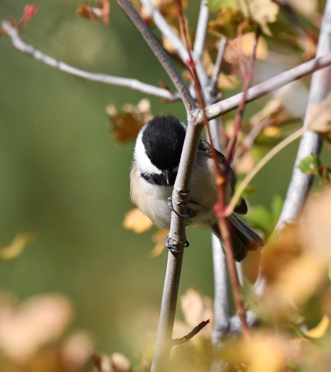 Mésange à tête noire - ML624215588