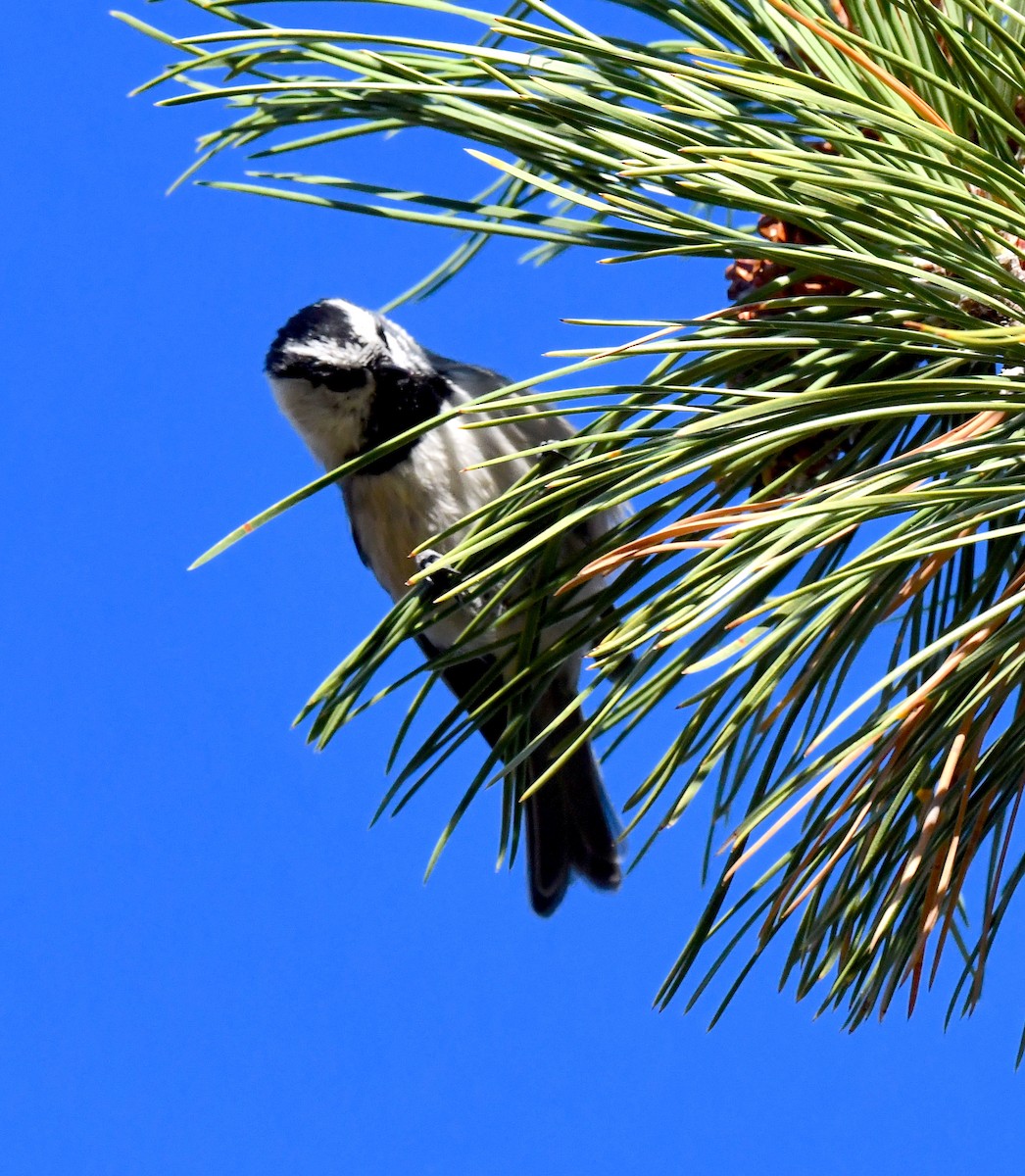 Mésange de Gambel - ML624215589