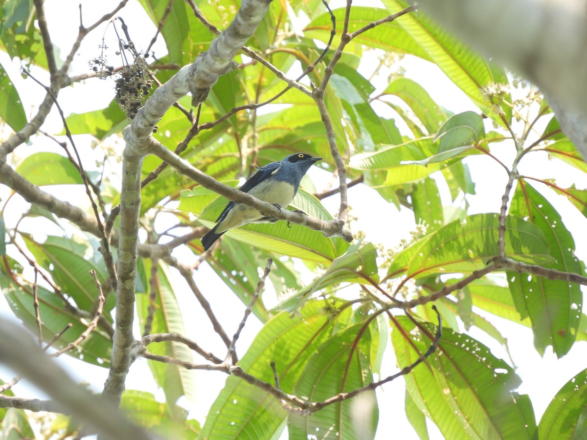 White-bellied Dacnis - ML624215597