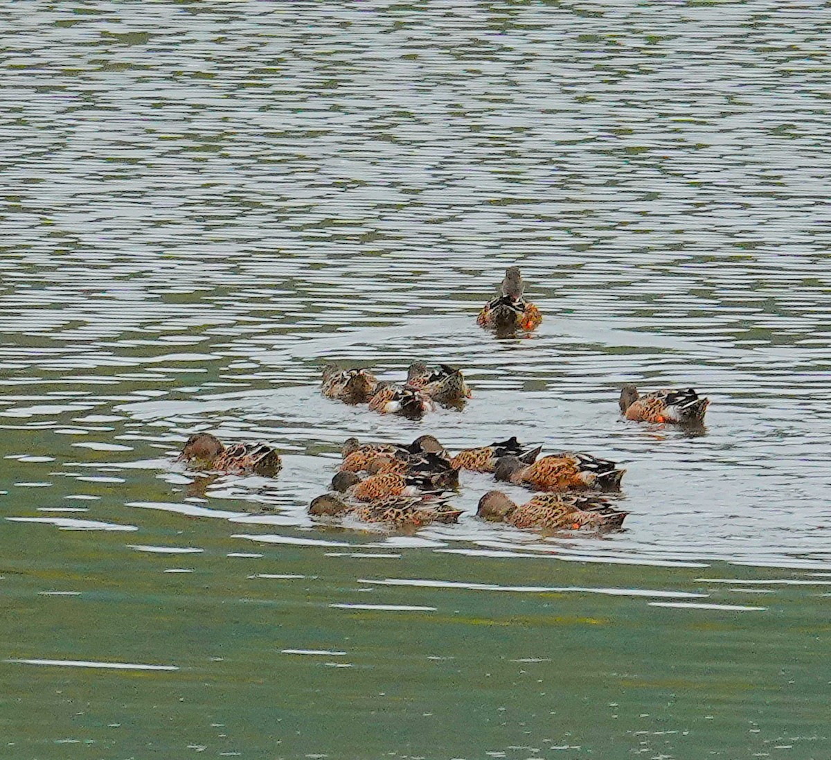 Northern Shoveler - ML624215600