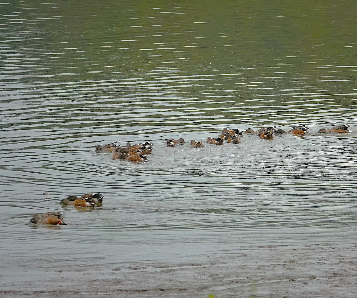 Northern Shoveler - ML624215601