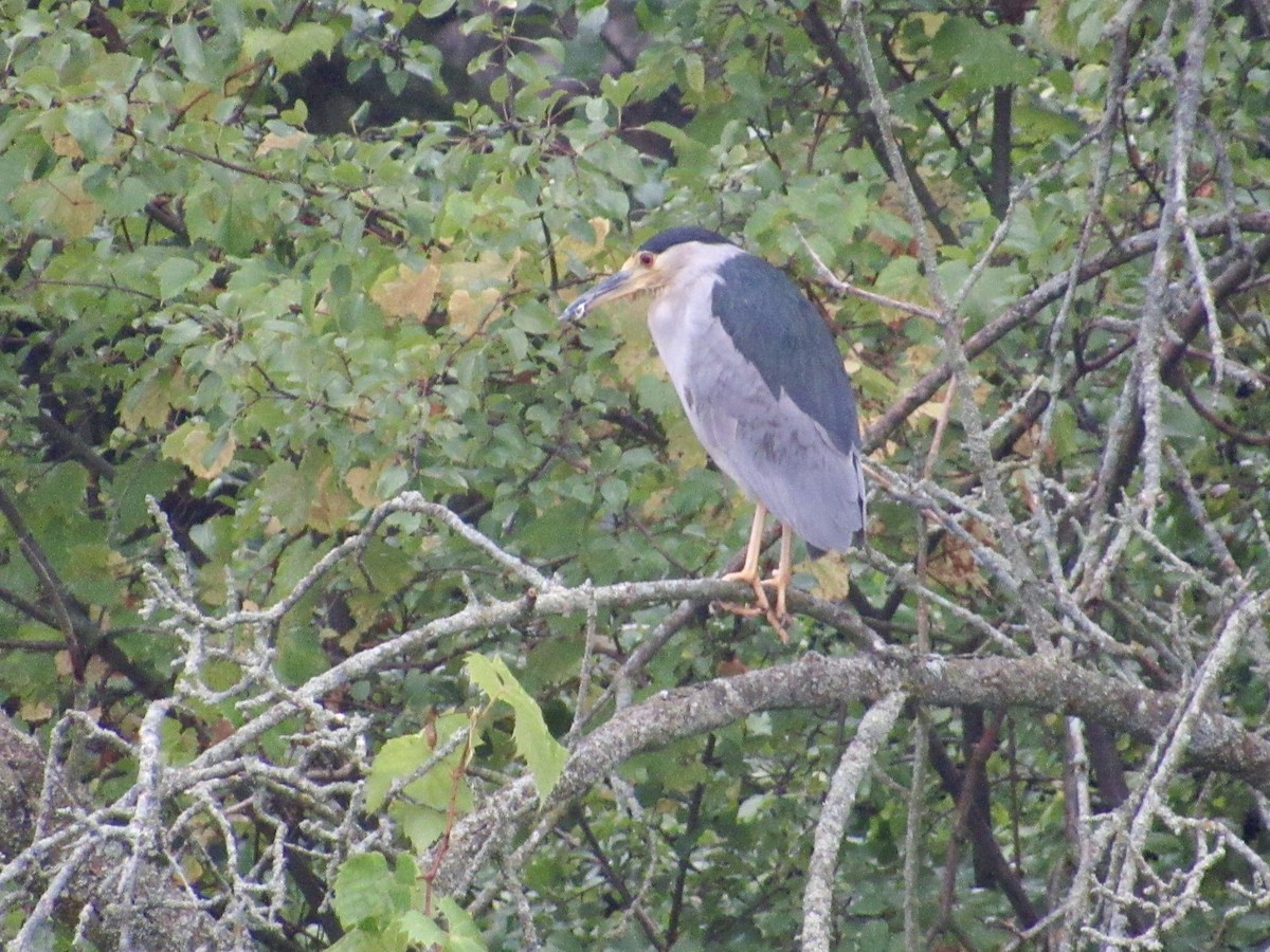 Black-crowned Night Heron - Alex Pereschuk