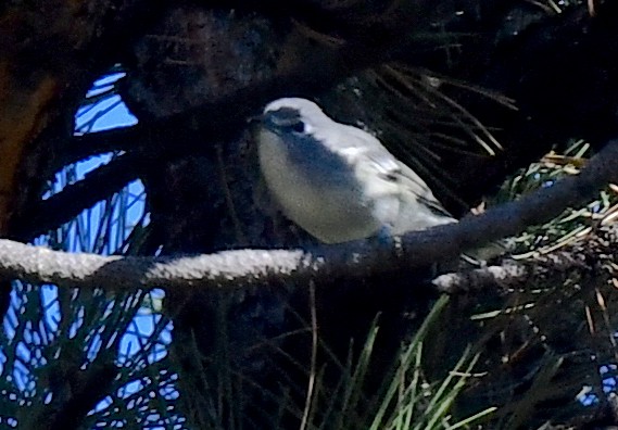 Plumbeous Vireo - ML624215611