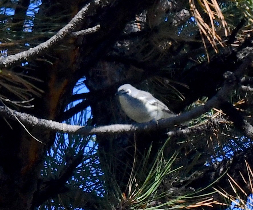 Plumbeous Vireo - ML624215612