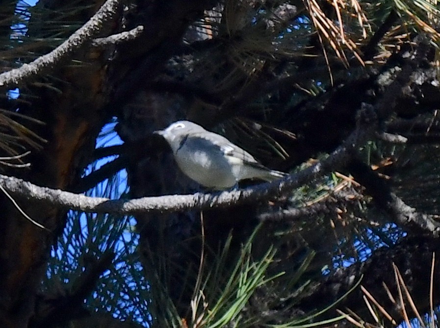 Plumbeous Vireo - ML624215614