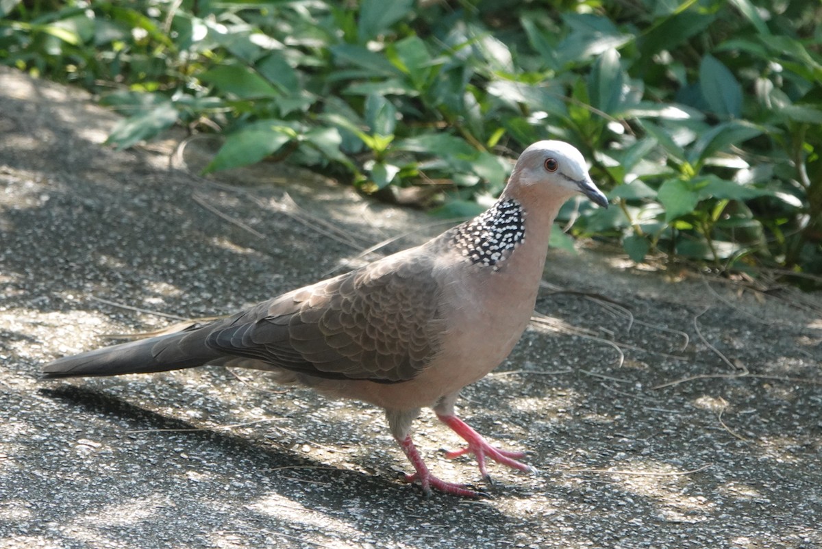 Spotted Dove - ML624215631