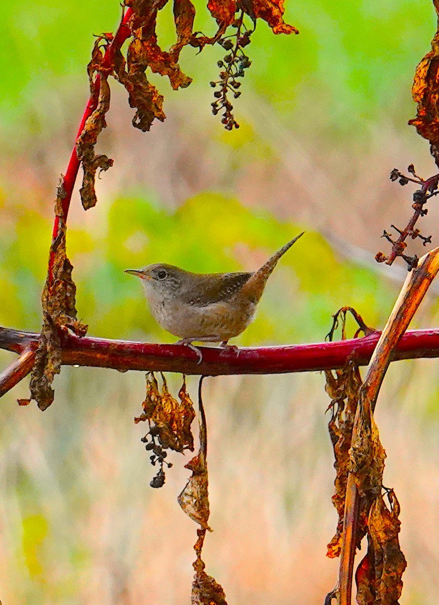 House Wren - ML624215633