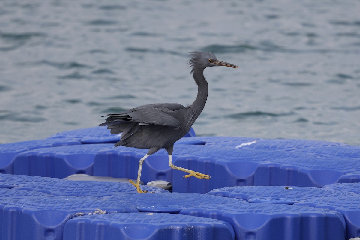 Pacific Reef-Heron - Jieun Kim